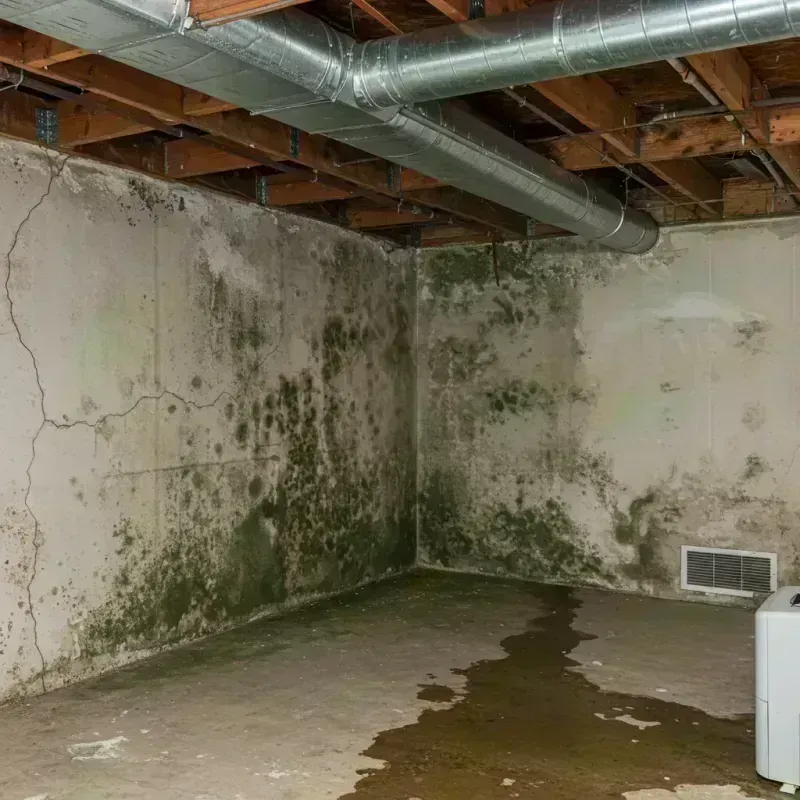 Professional Mold Removal in Village of Campton Hills, IL